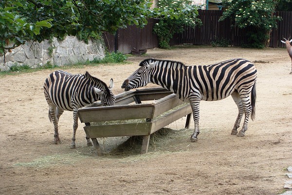 Výlet 8. třídy do libereckého zoo