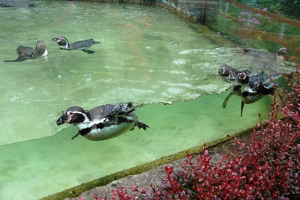 Výlet 8. třídy do libereckého zoo