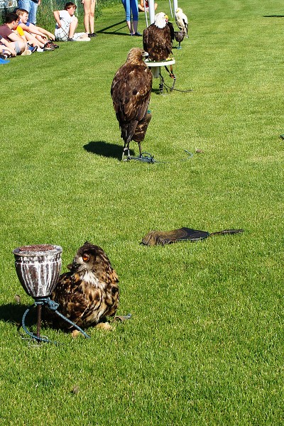 Dravci - ukázka sokolnictví