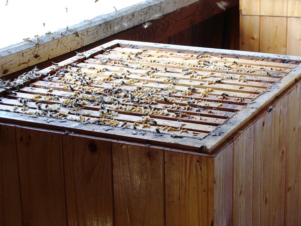 Přírodovědná exkurze na Libverdě