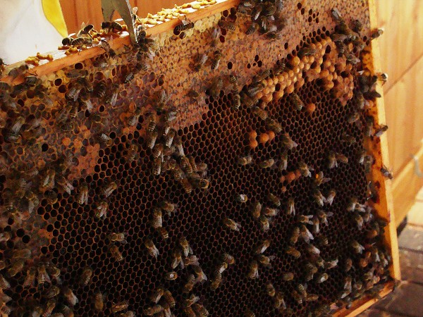 Přírodovědná exkurze na Libverdě