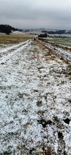 Sázení stromů (1., 5. a 9. třída)