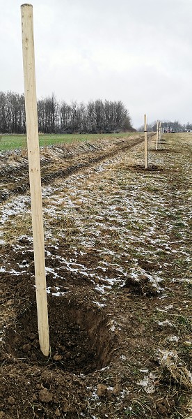 Sázení stromů (1., 5. a 9. třída)