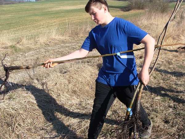 Sázení stromů (2. a 8. třída)