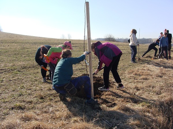 Sázení stromů (2. a 8. třída)