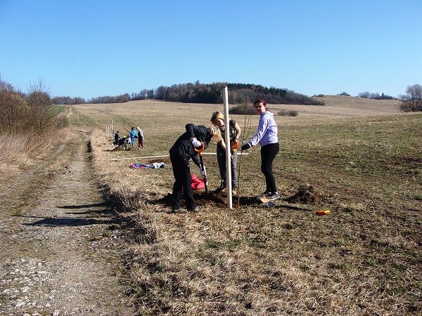 Sázení stromů (2. a 8. třída)