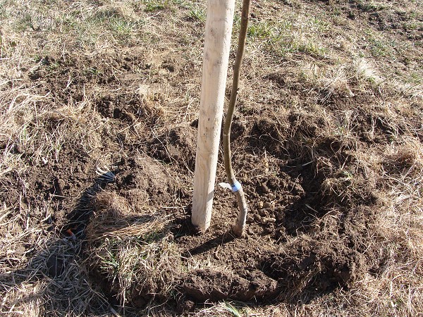 Sázení stromů (2. a 8. třída)