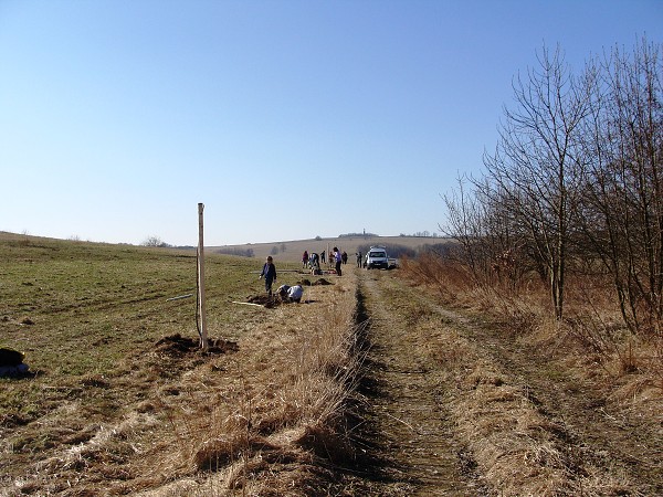 Sázení stromů (2. a 8. třída)