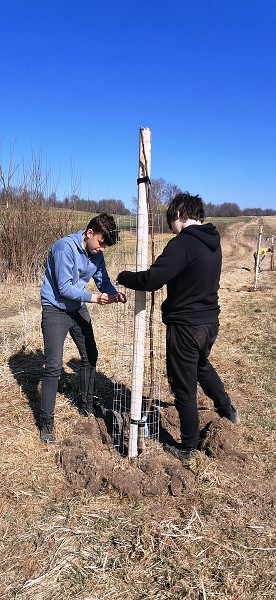 Sázení stromů (2. a 8. třída)