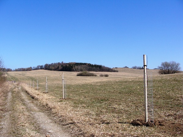 Sázení stromů (2. a 8. třída)