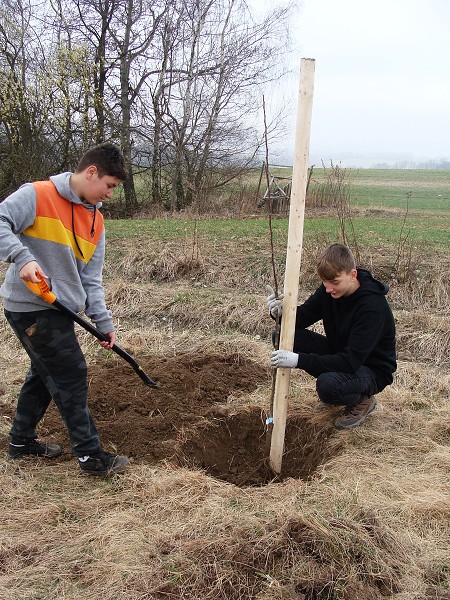 Sázení stromů (3. a 7. třída)
