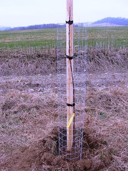 Sázení stromů (3. a 7. třída)