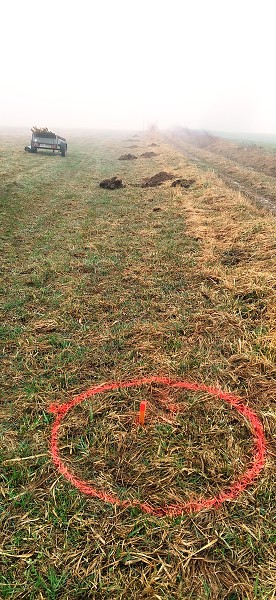 Sázení stromů (4. a 6. třída)