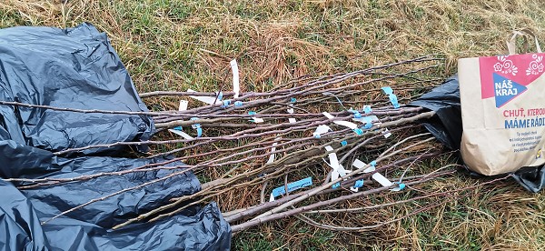 Sázení stromů (4. a 6. třída)