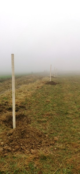 Sázení stromů (4. a 6. třída)