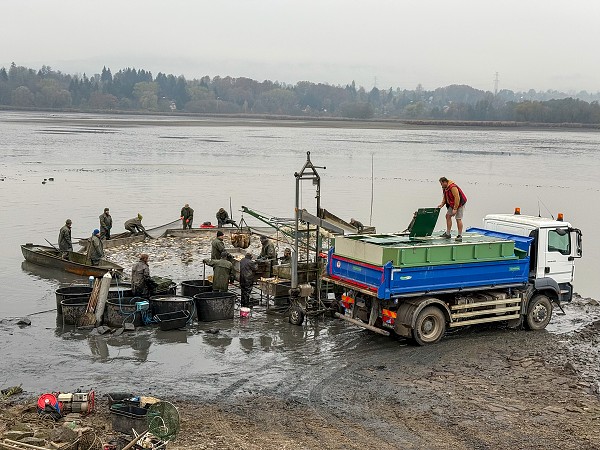 Výlov jezera Chmelař