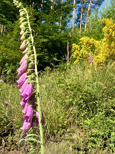 Přírodopisná procházka