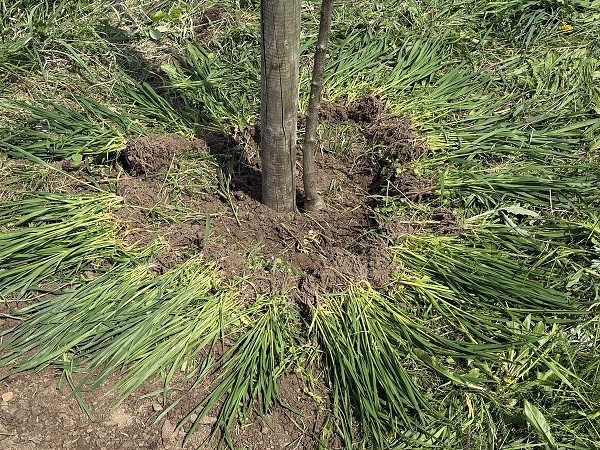 Povýsadbová péče (4. a 6. třída)