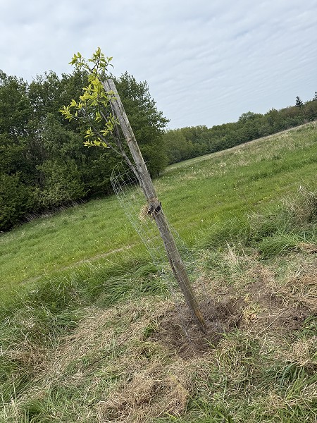 Povýsadbová péče (1., 3. a 8. třída)