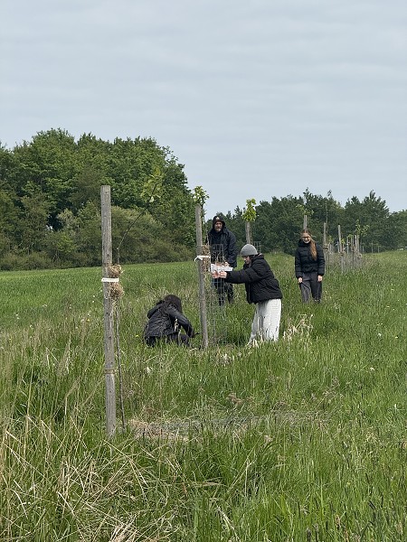 Povýsadbová péče (1., 3. a 8. třída)