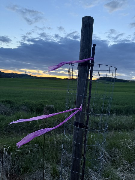 Povýsadbová péče (5. a 9. třída)