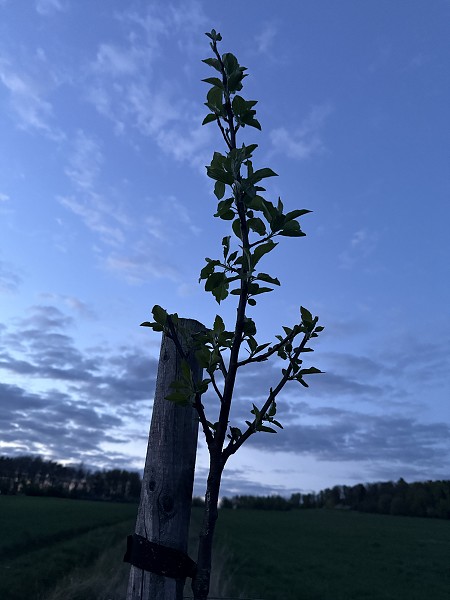 Povýsadbová péče (5. a 9. třída)