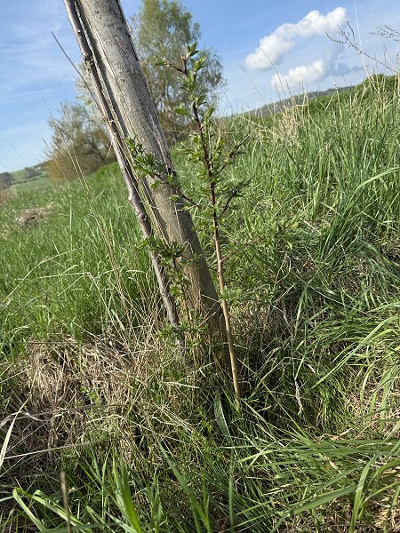 Povýsadbová péče (5. a 9. třída)