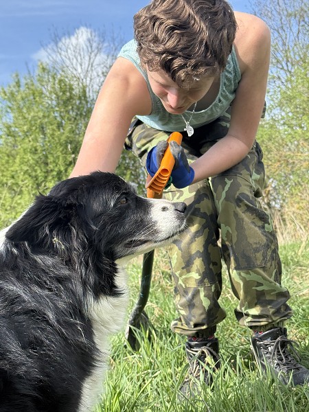 Povýsadbová péče (5. a 9. třída)