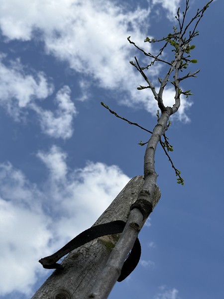 Povýsadbová péče (5. a 9. třída)