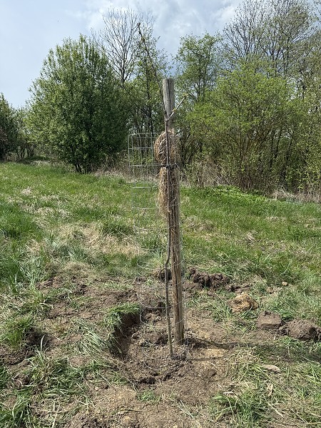 Povýsadbová péče (5. a 9. třída)