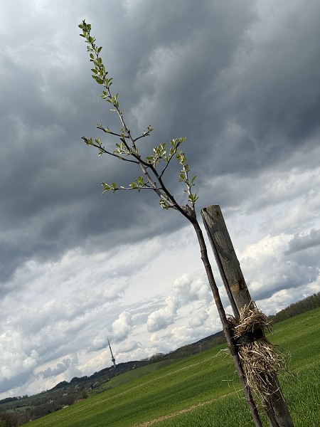 Povýsadbová péče (5. a 9. třída)