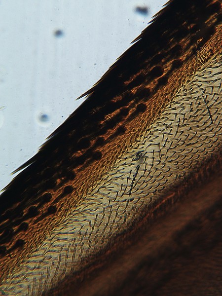 Šesťáci objevují mikrosvět