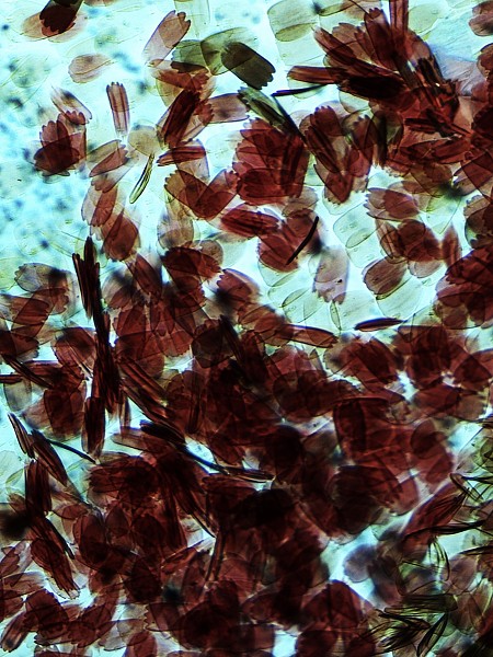 Šesťáci objevují mikrosvět