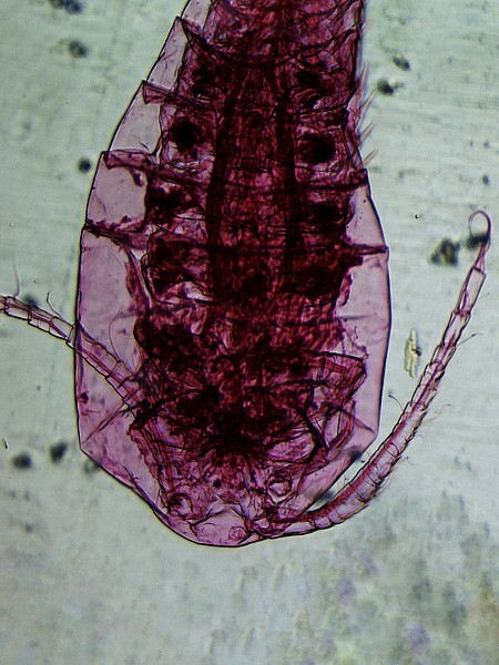 Šesťáci objevují mikrosvět