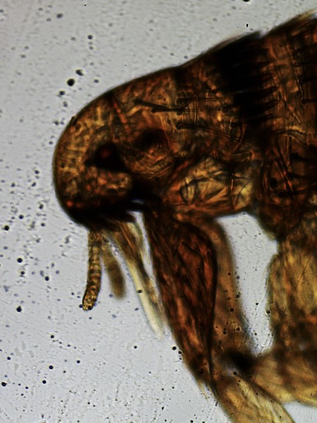 Šesťáci objevují mikrosvět