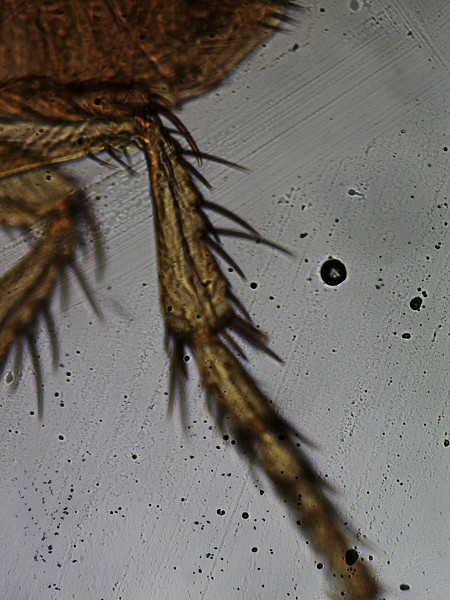 Šesťáci objevují mikrosvět